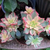  צילום: יעל פריד