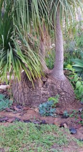  צילום: יפה לוי