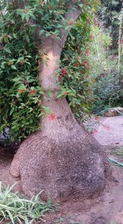  צילום: יפה לוי