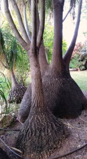  צילום: יפה לוי