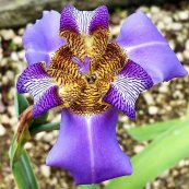  צילום: דודו מורד, משתלת ניירובי