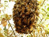 הצלת דבורי הדבש או פגיעה חמורה במזון של כולנו