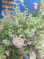  צילום: עידית פרגר גלילי