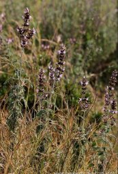  צילום: רועי קן-תור