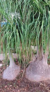  צילום: יפה לוי