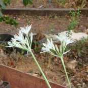 חבצלת קטנת פרחים - Pancratium parviflorum