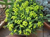  צילום: יאיר פקר