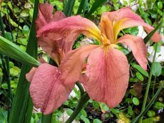 איריס פולבה מקבוצת לואיזיאנה