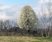  צילום: Callery pear tree pyrus calleryana, public domain, public domain image.