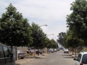  צילום: משתלת חורשים