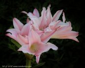  צילום: רועי קן-תור