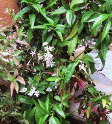 בת אביב גביענית