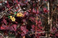 ברברית יפנית 'ארגמני'
