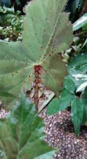  צילום: טלי גרוסמן