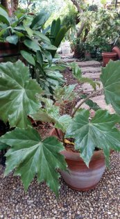  צילום: טלי גרוסמן