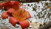 פרחים לשבת - בומבקס הודי , עץ ציורי