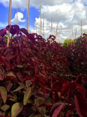  צילום: גילי שגיא