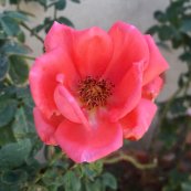  צילום: אסף שטילמן