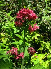  צילום: Daniel L. Levy