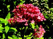  צילום: Daniel L. Levy