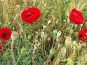  צילום: זרעים מציון