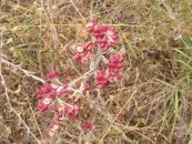  צילום: זרעים מציון