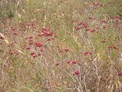  צילום: זרעים מציון