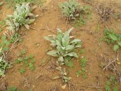  צילום: זרעים מציון