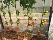 עגבניה, גידול בהדליה