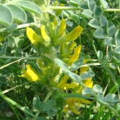  צילום: זרעים מציון