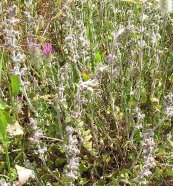  צילום: זרעים מציון