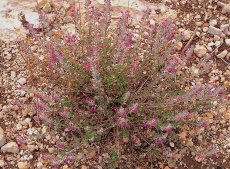 געדה מפושקת