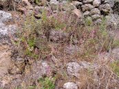  צילום: זרעים מציון