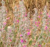  צילום: זרעים מציון