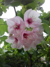  צילום: היביסקוסיטיס