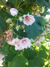  צילום: שלי כהן