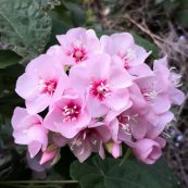  צילום: יפה לוי