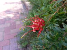 גרווילאה קהת עלים