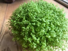 הלקסינה זוחלת