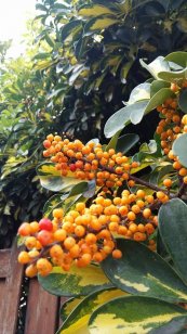  צילום: טלי גרוסמן