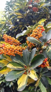  צילום: טלי גרוסמן