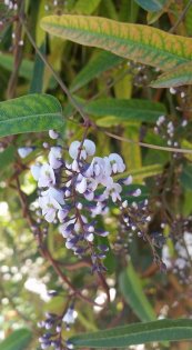  צילום: Terra Nova Gardening אייוון