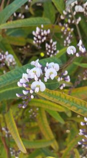  צילום: Terra Nova Gardening אייוון