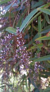  צילום: Terra Nova Gardening אייוון