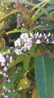  צילום: Terra Nova Gardening אייוון