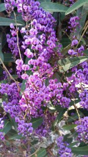  צילום: Terra Nova Gardening אייוון