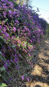  צילום: Terra Nova Gardening אייוון