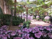 הגן הבוטני בפילדלפיה  Longwood Gardens , הידרנגיאה מצויה (הורטנסיה)