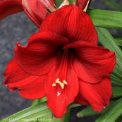  צילום: רועי קן-תור