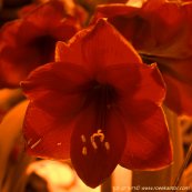  צילום: רועי קן-תור